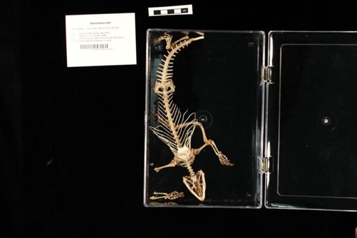 Sauromalus ater