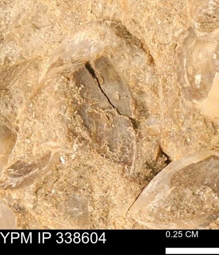 Protocardia subquadrata
