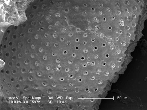 Globigerinoides ruber