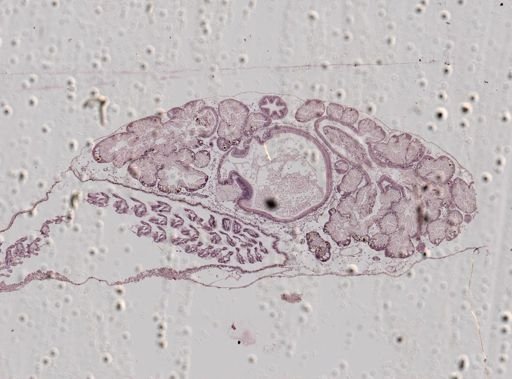 Crepidula fornicata