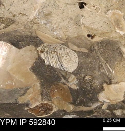undet. Bivalvia