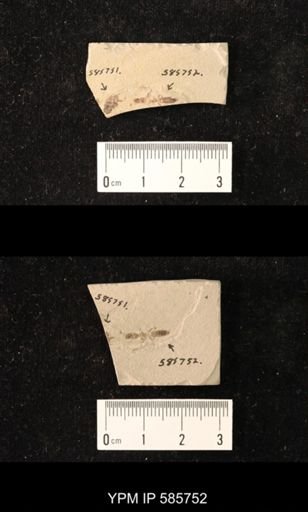 undet. Staphylinidae