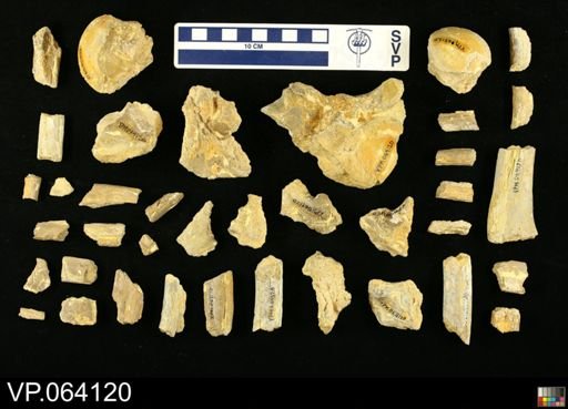 undet. Mosasauridae