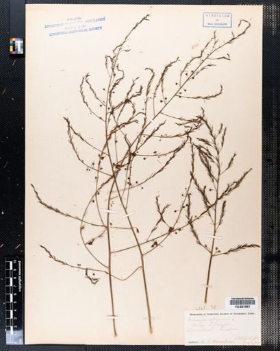 Asparagus officinalis