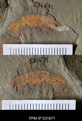 Leanchoilia?