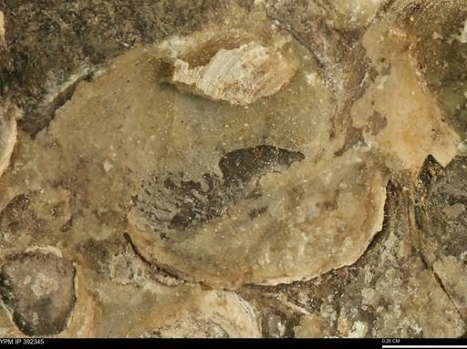 Protocardia subquadrata