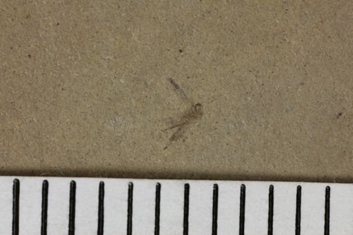 taxon undetermined