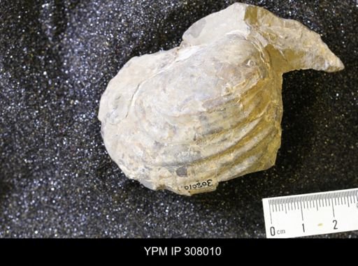 Inoceramus sp.