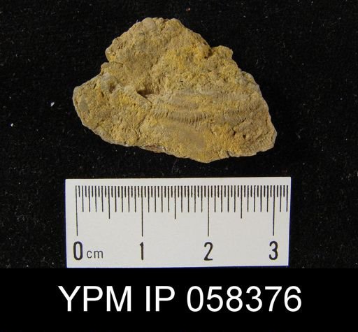 Leptaena rhomboidalis