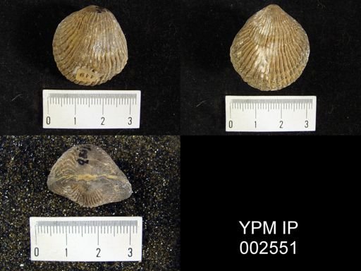 Mimatrypa insquamosa