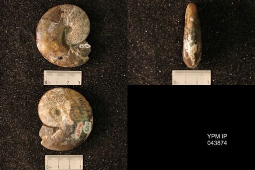 Hoploscaphites nicolletii