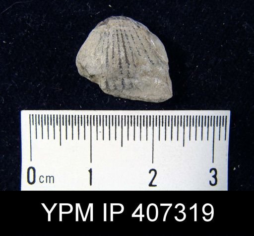 Rhynchotrema perlamellosum