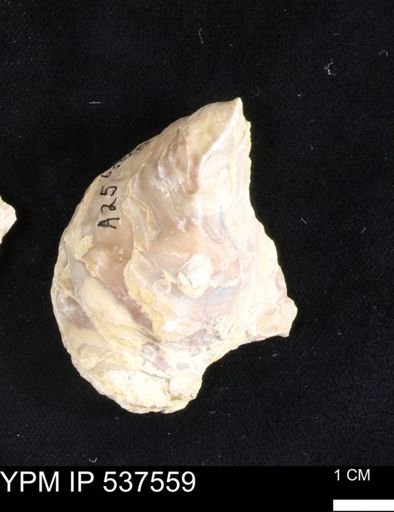 Gryphaea mucronata