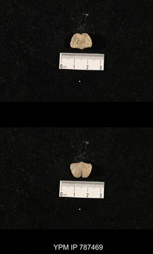 undet. Brachiopoda