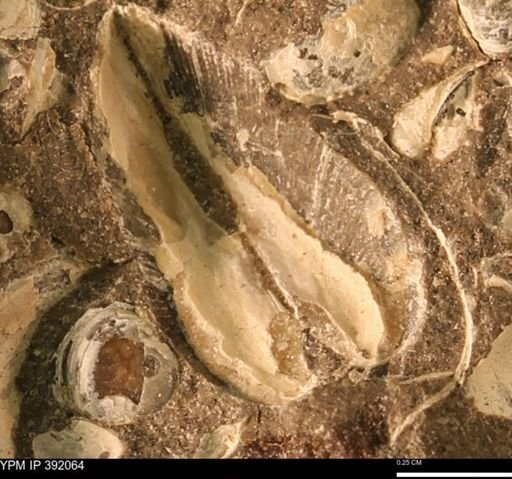 Protocardia sp.