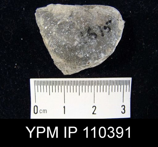 Brachyprion anticostiense