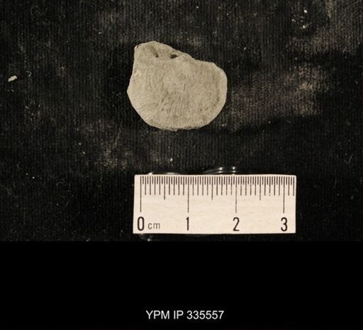 Linoproductus sp.