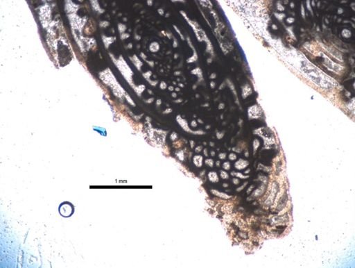 Triticites uddeni