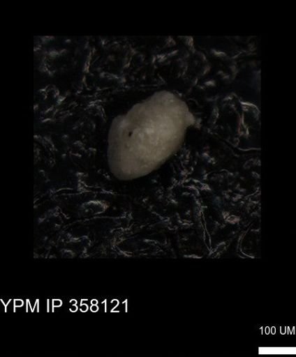 Rugoglobigerina sp.