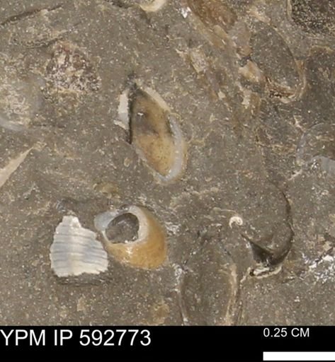 undet. Mollusca