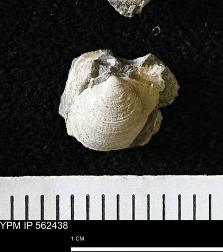 Limopsis striatopunctatus