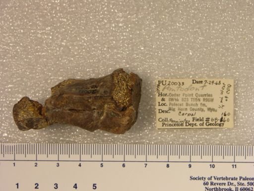 Pantodonta