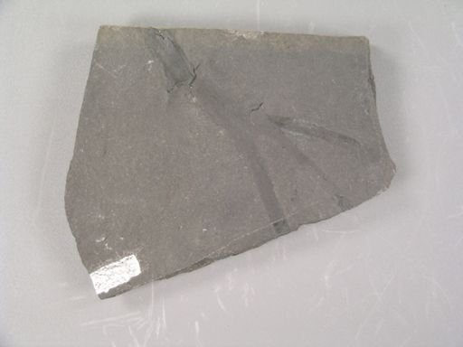 Loperia simplex