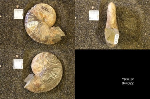 Hoploscaphites comprimus