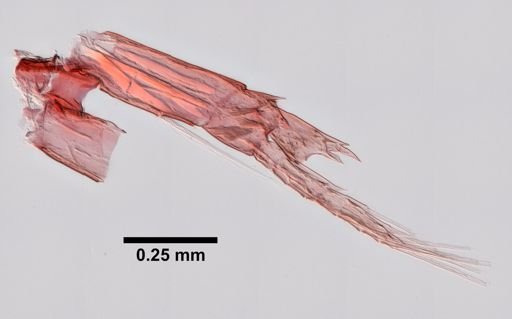 Calanoida