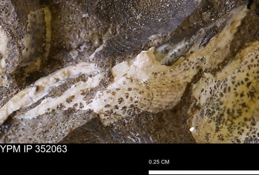 Parallelodon (Cosmetodon) sp.