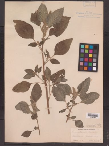Amaranthus retroflexus