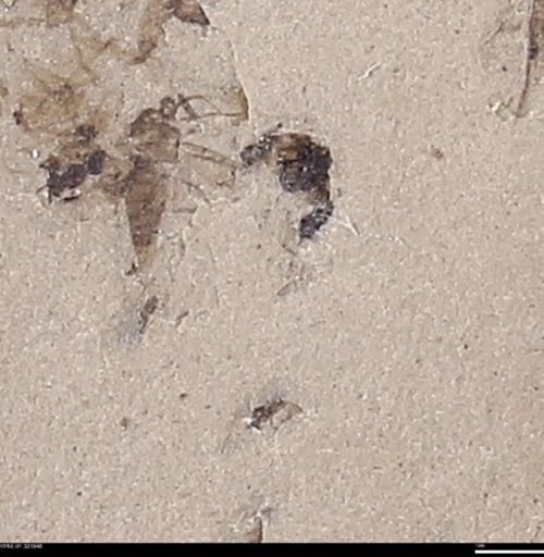 undet. Insecta