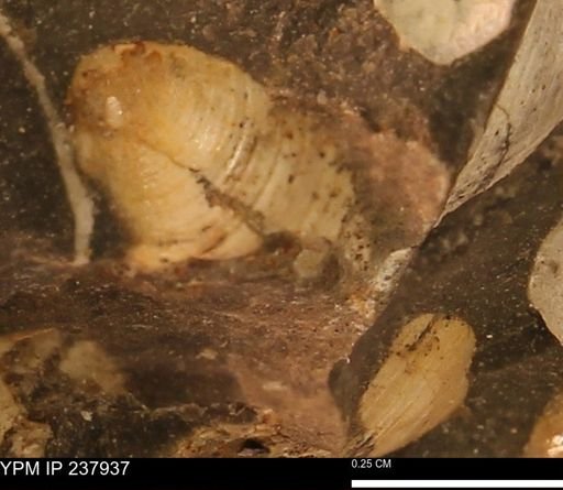 Limopsis striatopunctatus
