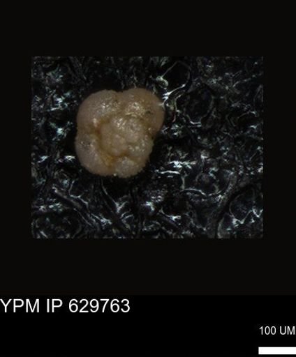undet. Foraminiferida