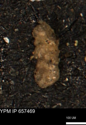 Ammobaculoides?