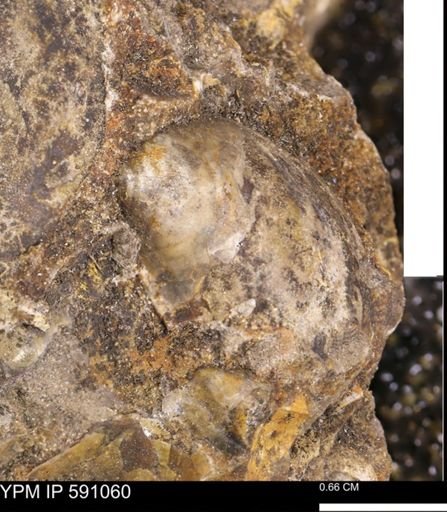 Inoceramus sp.