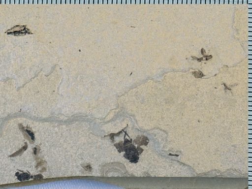 undet. Staphylinidae