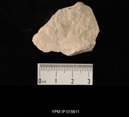 Probnis speciosa