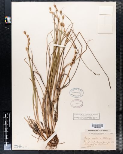 Carex silicea