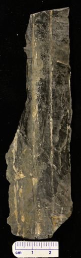 Sigillaria sp.