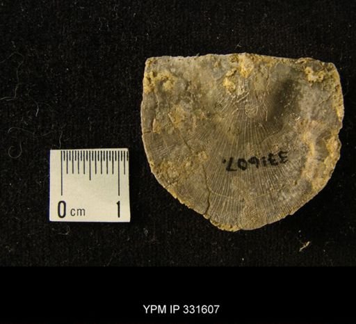 Strophomena sp.