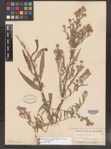 Symphyotrichum lanceolatum lanceolatum