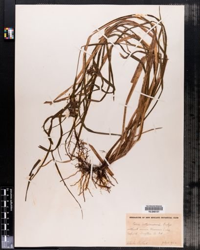 Carex intumescens