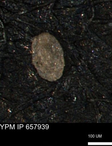 Spirolocammina subcircularis