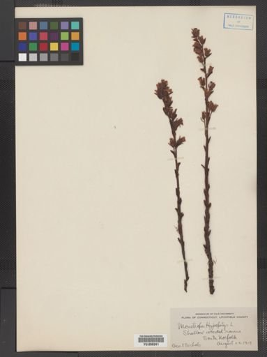 Monotropa hypopithys