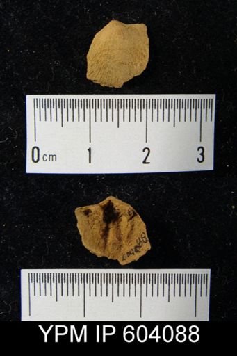 Dalmanella perelegans