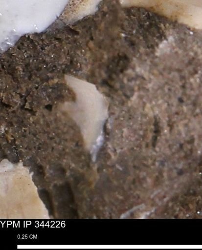undet. Bivalvia