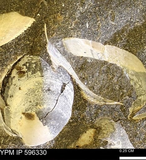 Limopsis striatopunctatus