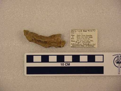 Testudinata