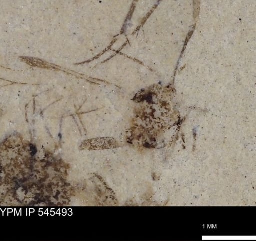 undet. Insecta
